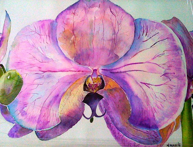 foto Orchideeën