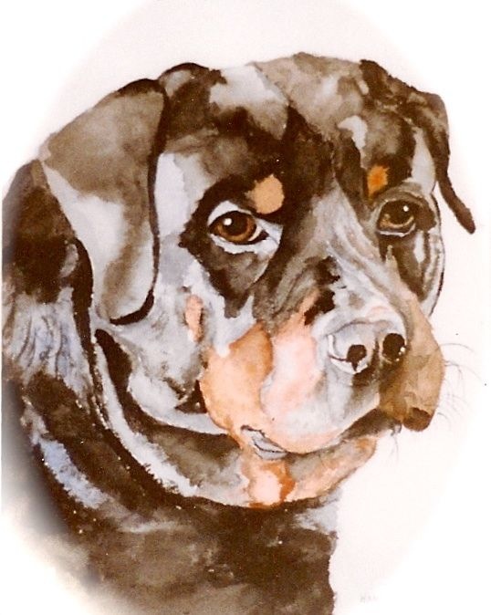 Aquarel Rottweiler