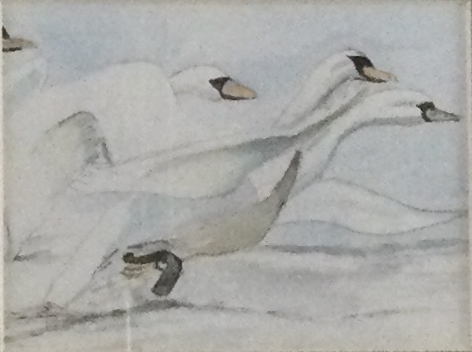 Aquarel Zwanen