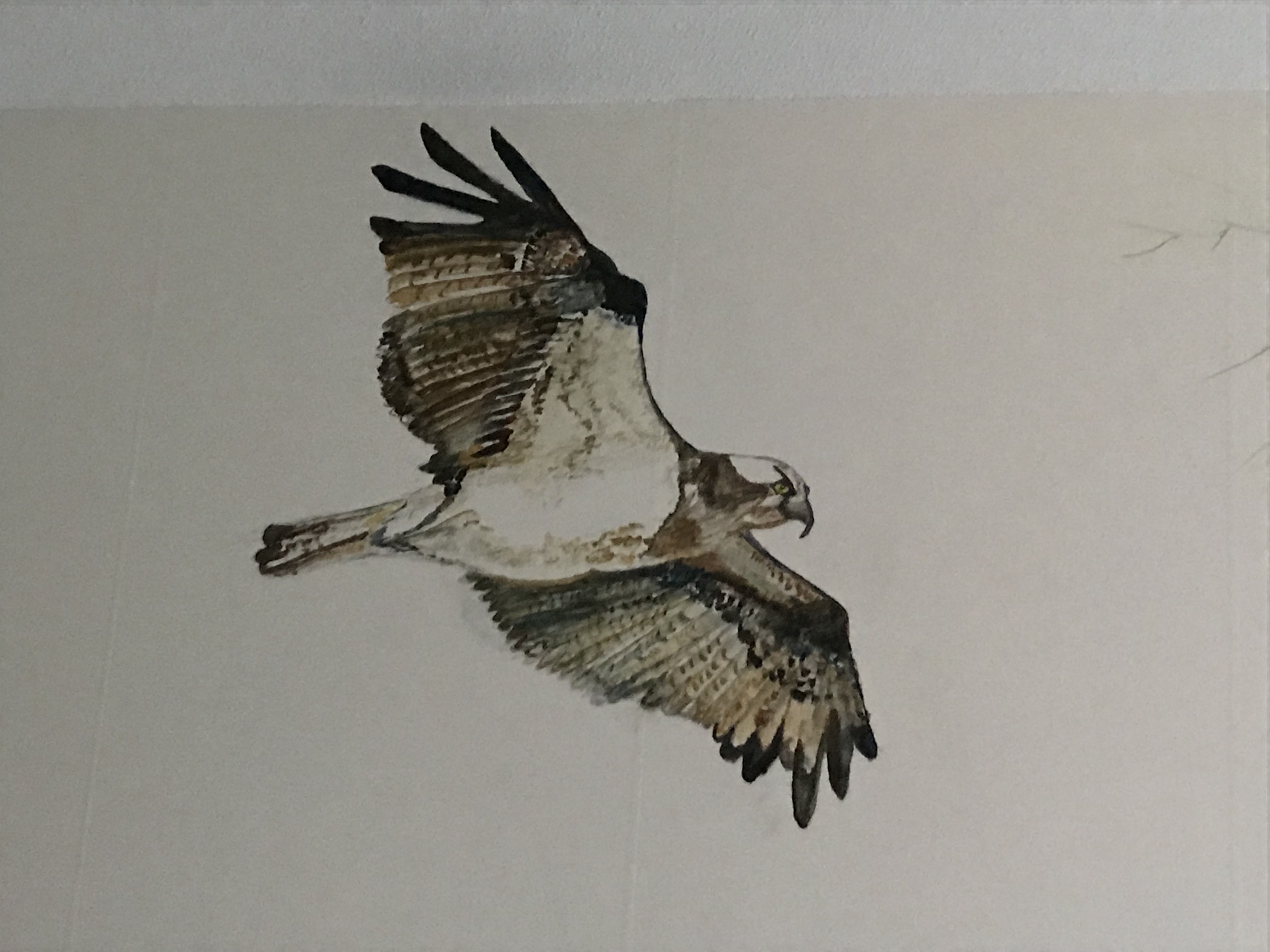 Muur-aquarel de Buizerd gereed.