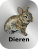 Keuzetoets Dieren aquarellen